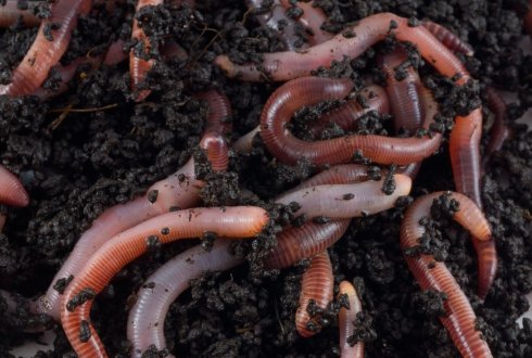 monteren Wrijven Afzonderlijk Regenwormen | HVV Smilde