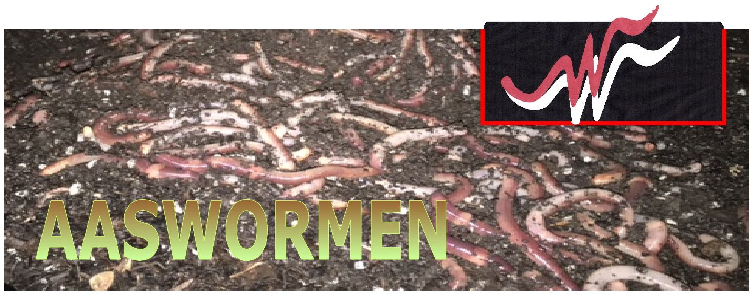 Buy Worms - Wormenkwekerij Wasse